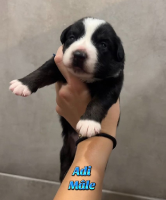 Adi