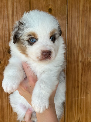CHIOT 5 collier jaune