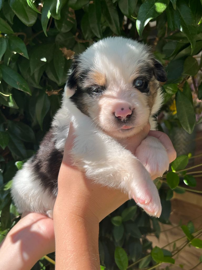 Du Clan De La Cosa Nostra - Chiots disponibles - Berger Américain Miniature 