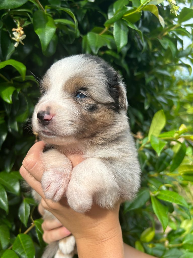 Du Clan De La Cosa Nostra - Chiots disponibles - Berger Américain Miniature 