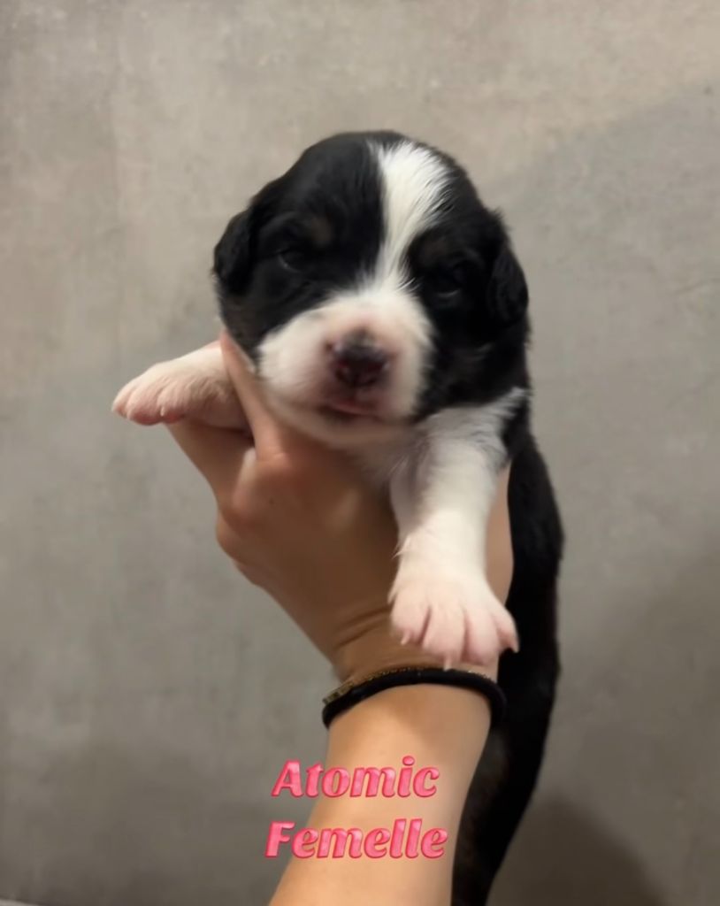 Du Clan De La Cosa Nostra - Chiots disponibles - Berger Américain Miniature 