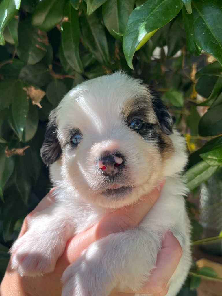 Du Clan De La Cosa Nostra - Chiots disponibles - Berger Américain Miniature 