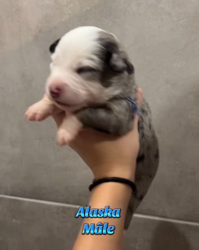 Du Clan De La Cosa Nostra - Chiots disponibles - Berger Américain Miniature 