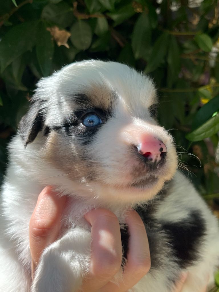 Du Clan De La Cosa Nostra - Chiots disponibles - Berger Américain Miniature 