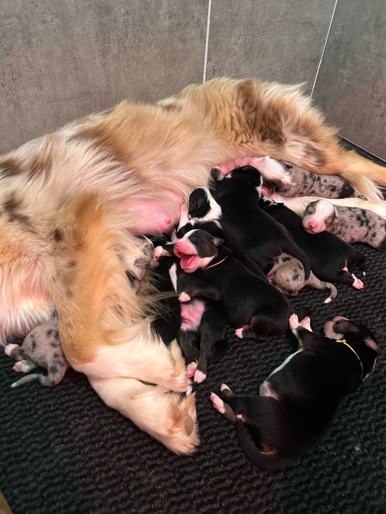 Chiot Berger Américain Miniature  Du Clan De La Cosa Nostra