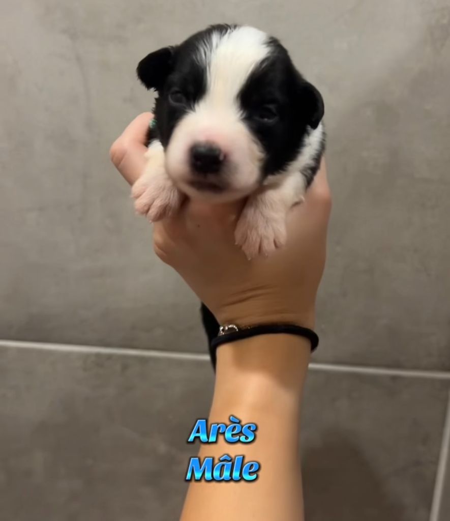 Du Clan De La Cosa Nostra - Chiots disponibles - Berger Américain Miniature 