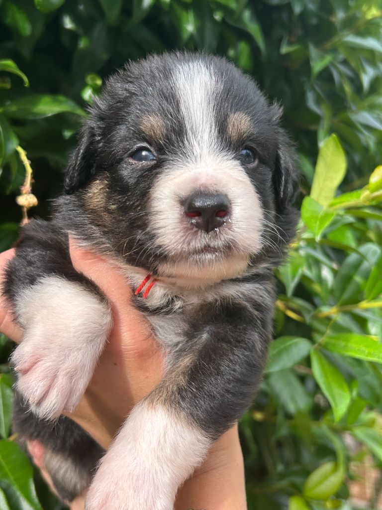 Du Clan De La Cosa Nostra - Chiots disponibles - Berger Américain Miniature 