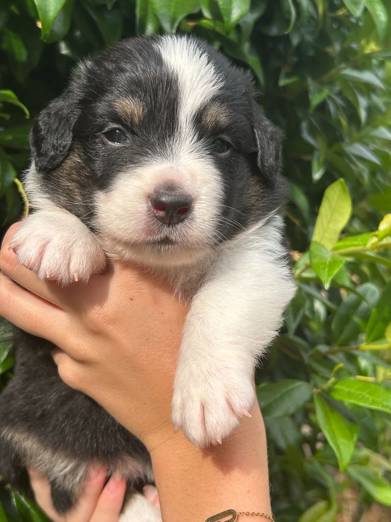 Du Clan De La Cosa Nostra - Chiots disponibles - Berger Américain Miniature 