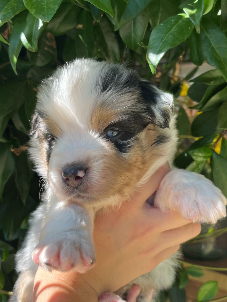 Du Clan De La Cosa Nostra - Chiots disponibles - Berger Américain Miniature 