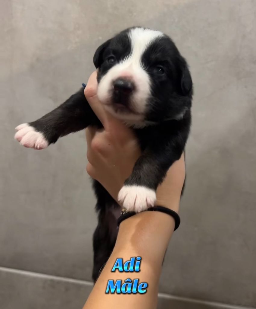 Du Clan De La Cosa Nostra - Chiots disponibles - Berger Américain Miniature 