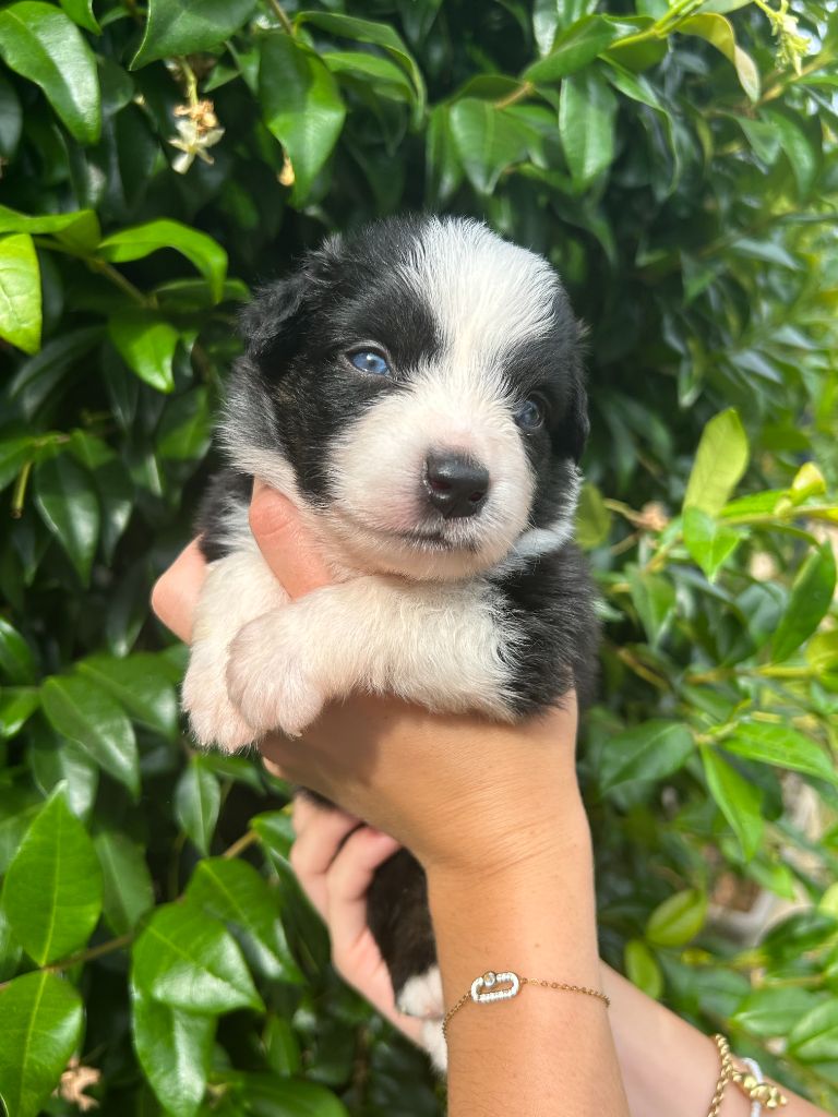 Du Clan De La Cosa Nostra - Chiots disponibles - Berger Américain Miniature 
